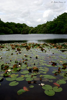 Waterlillies on Eyeworth Pond