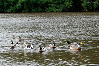Ducks on Eyeworth Pond