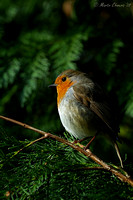 European Robin on Leylandii Tree