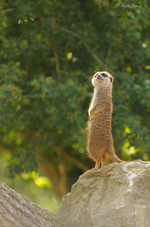 Meerkat On Rock