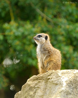 Meerkat On Rock
