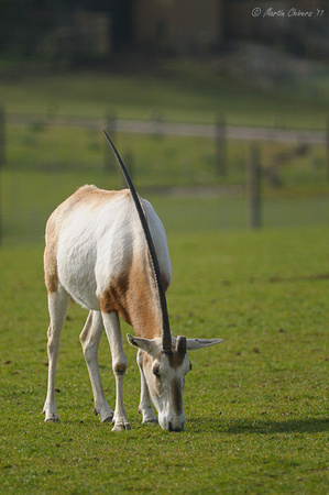 Scimitar-Horned Oryx Grazing