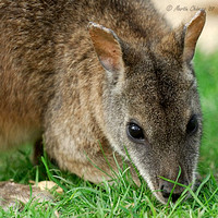 Portrait of a Parma Wallaby