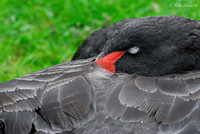Sleeping Black Swan