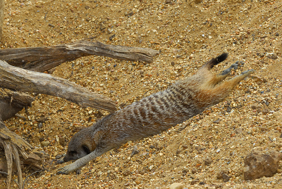 Sleeping Meerkat