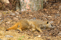 Meerkat Sleeping