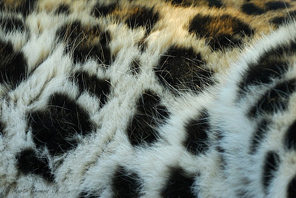 Amur Leopard Fur