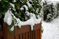 Snow on Gate