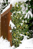 Gatepost, Ivy and Snow