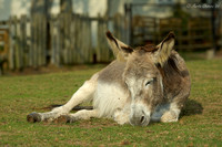 Sleeping Donkey