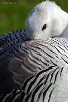 Sleeping Greater Magellan Goose