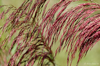 Red Grasses