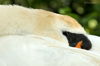 Mute Swan Sleeping