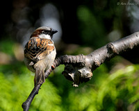 Male House Sparrow On Branch