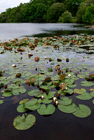 Water Lillies on Eyeworth Pond