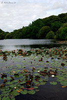 Mallards and Water Lillies on Eyeworth Pond