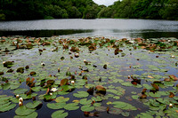 Water Lillies on Eyeworth Pond