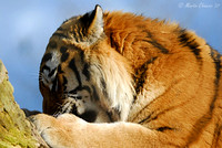 Amur Tiger Eating