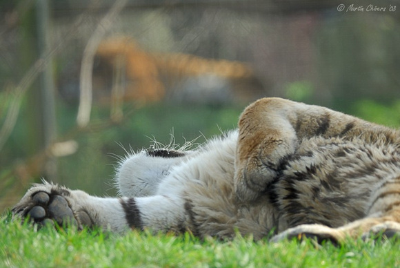 Sleeping Amur Tiger