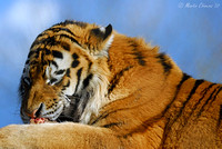 Amur Tiger Eating