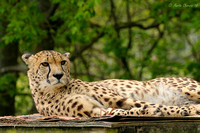 Cheetah on Platform