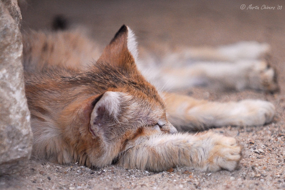 Sleeping Sand Cat