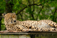 Cheetah on Platform