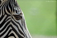 Portrait of a Grevy's Zebra