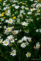 Daisies and Wild Flowers