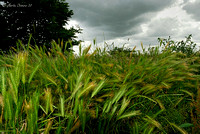 Grasses and Storm Clouds