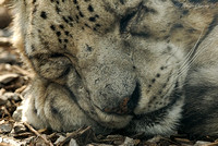Sleeping Snow Leopard