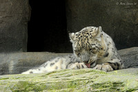 Snow Leopard Washing