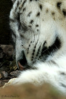 Sleeping Snow Leopard