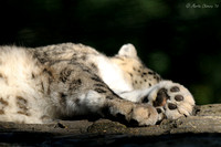 Snow Leopard Paw