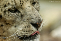 Snow Leopard Poking Tongue Out