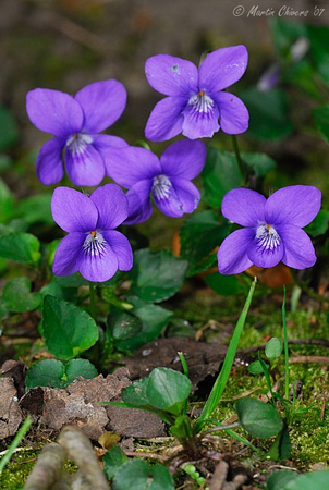 Common Dog Violets
