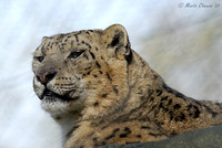 Portrait of a Snow Leopard