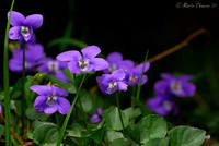 Common Dog Violets