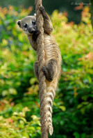 Young Ring-Tailed Coati Climbing Rope