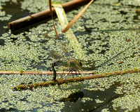 Female Emperor Dragonfly Ovipositing