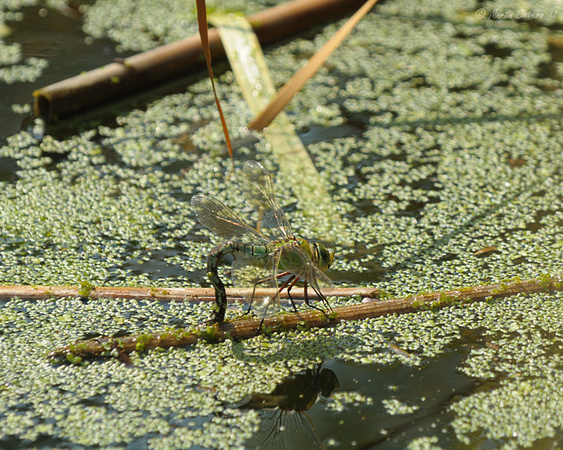 Female Emperor Dragonfly Ovipositing