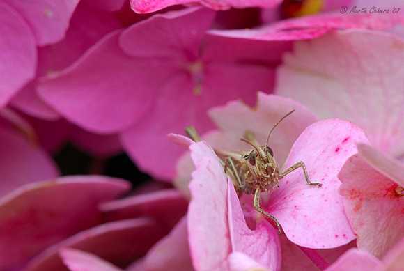 Field Grasshopper on Hydrangea