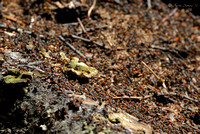 Wood Ants