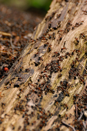 Wood Ants On Log