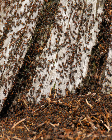 Wood Ants On Tree Stump