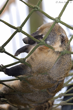 Ring-Tailed Coati Sleeping in "Hammock"