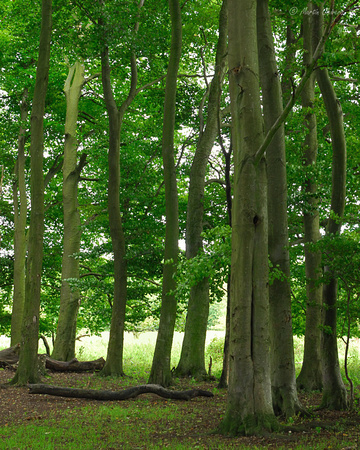 Trees at St Catherine's Hill