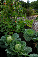 Flowerbed with Cabbages and Runner Beans