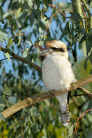 Kookaburra on Branch