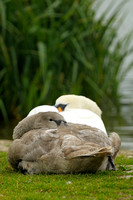 Sleeping Mute Swan and Cygnet